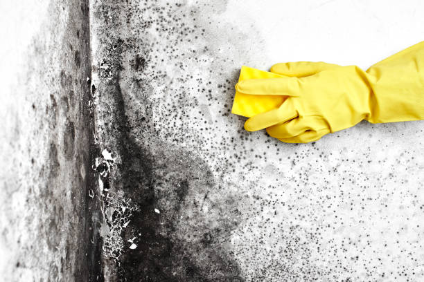 Best Residential Mold Remediation in Lyncourt, NY