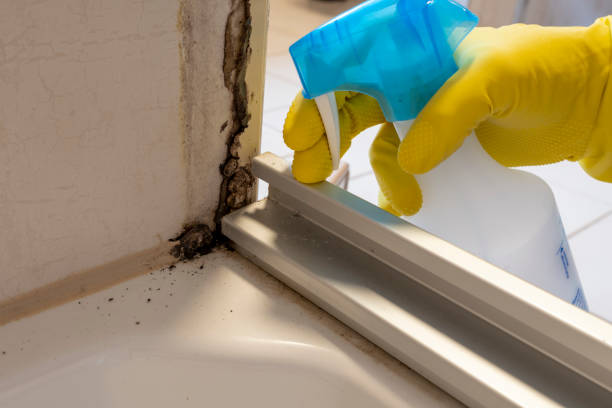 Best Industrial Mold Remediation in Lyncourt, NY