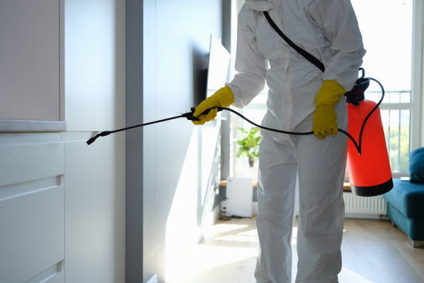 Best Basement Mold Remediation in Lyncourt, NY