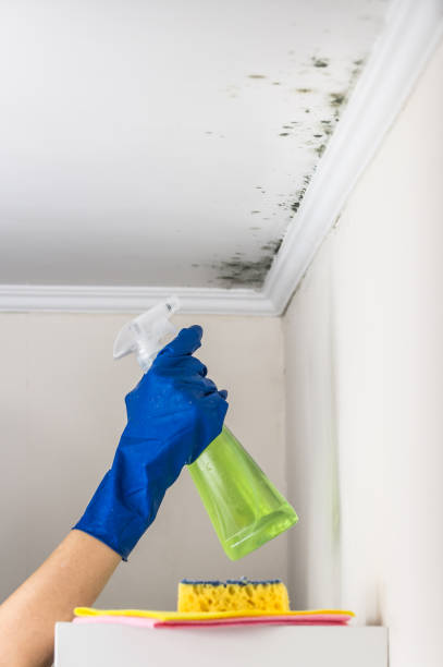 Best Mold Testing and Inspection Services in Lyncourt, NY